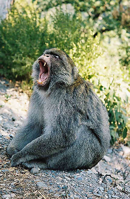 Un macaque berbère dans la forêt de Yakouren