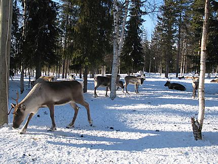 Elevage des rennes à Venejärvi