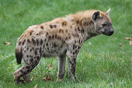 La Hyène tachetée
