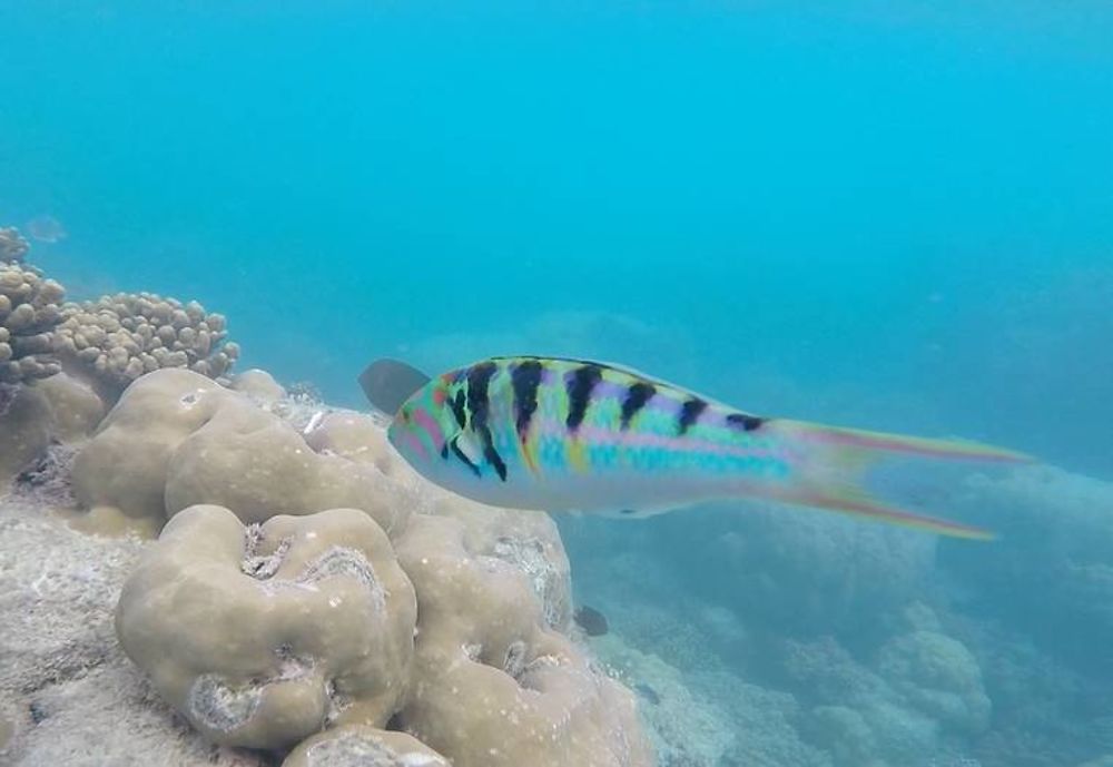 En snorkelling à Michaelmas Cay