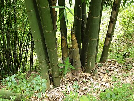Pousses de bambou géantes