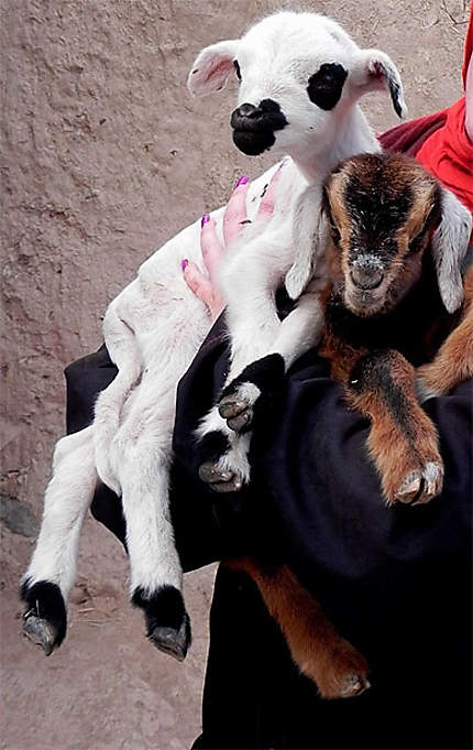 Bébés chèvres 