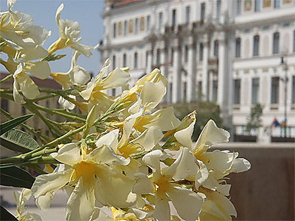 Fleurs devant le Parlement régional