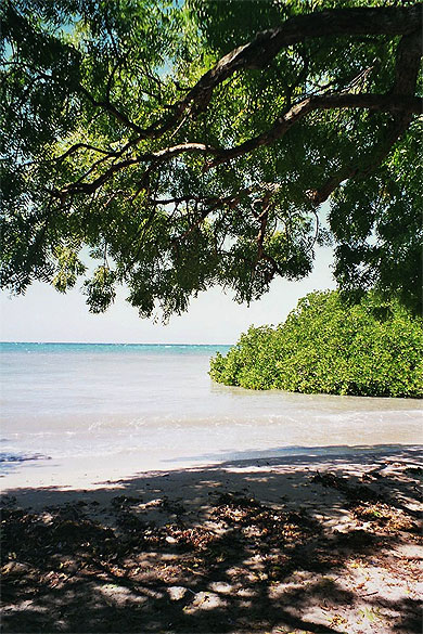 Plage avec une mangrove Plage avec une mangrove