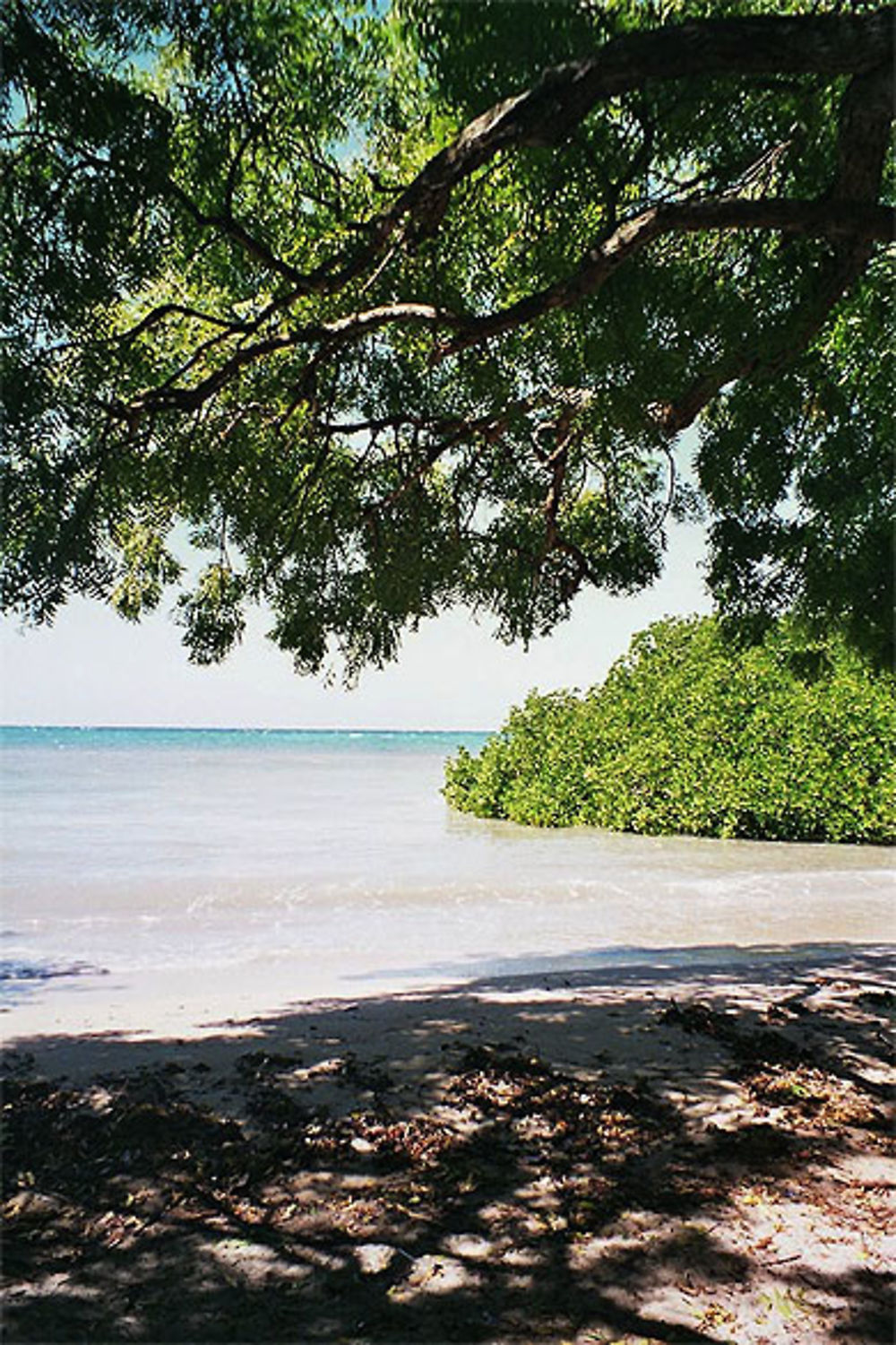 Plage avec une mangrove