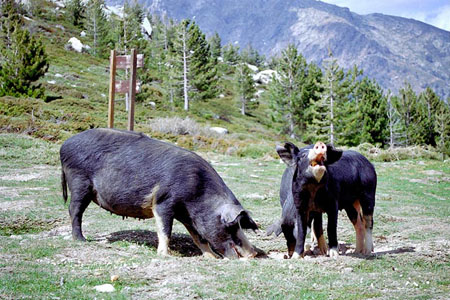 Cochons sauvages Cochons sauvages