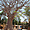 Baobab sur la place du marché