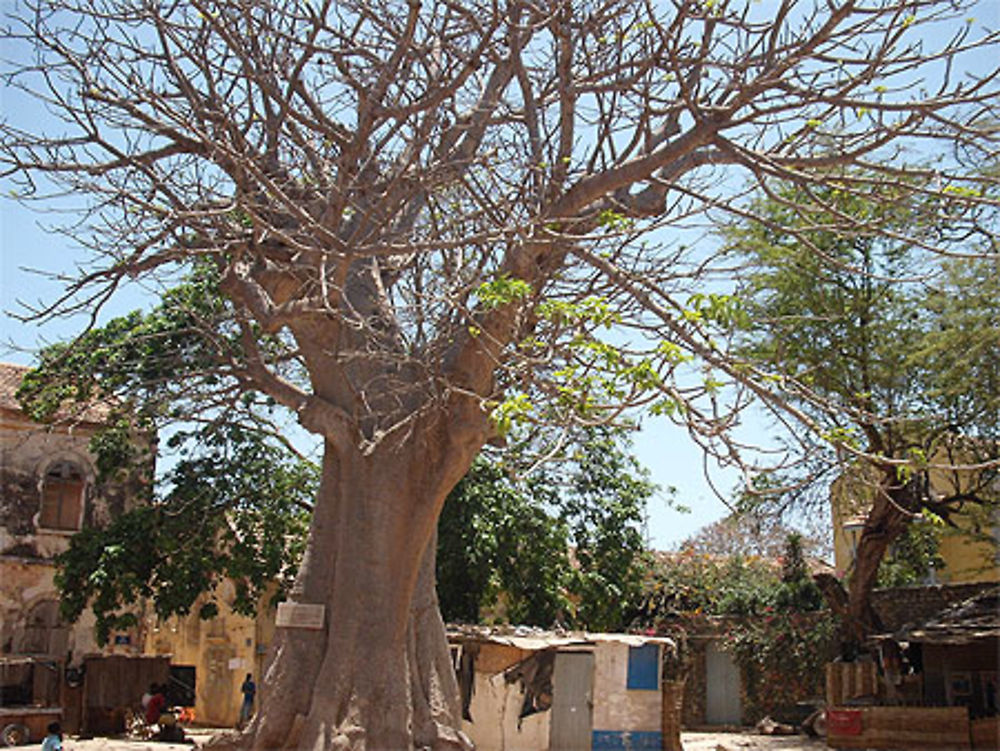 Baobab sur la place du marché