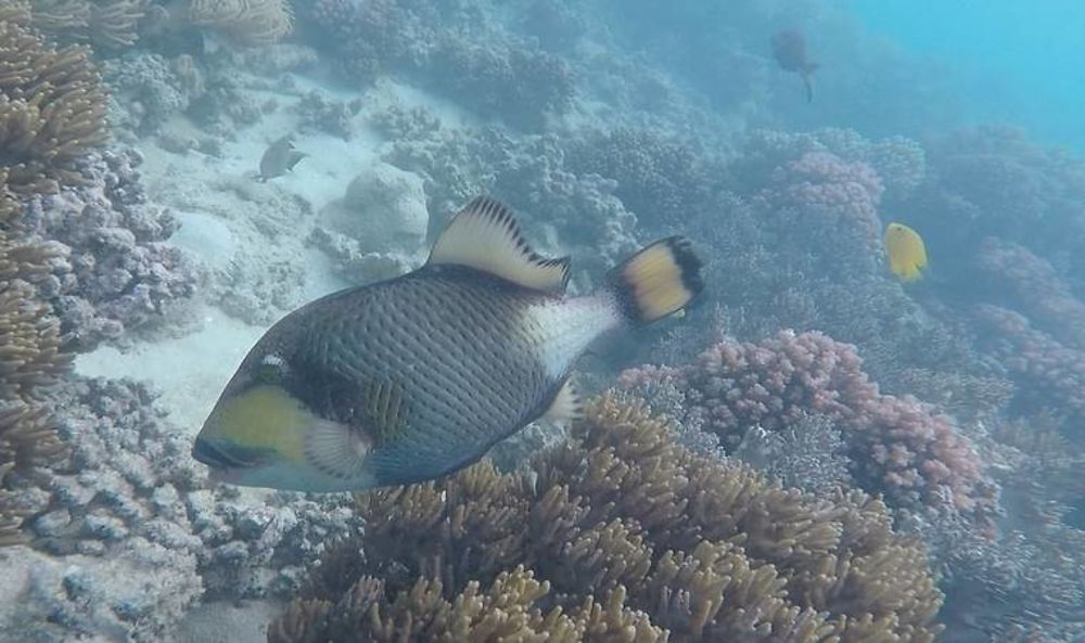 En snorkelling à Michaelmas Cay