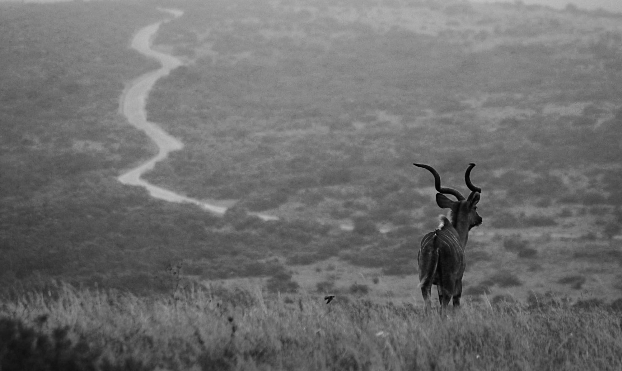 Kudu Road Kudu Road