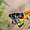 Papillon du Vietnam 