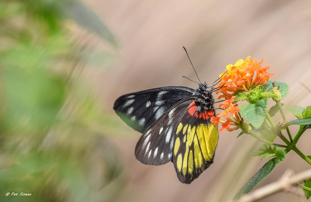 Papillon du Vietnam 