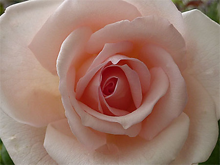 Rose de jardin 