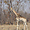 Girafes du Hwange