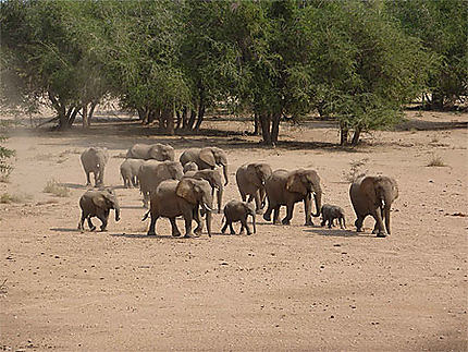 Eléphants du désert