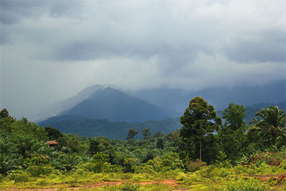 La jungle de Sumatra