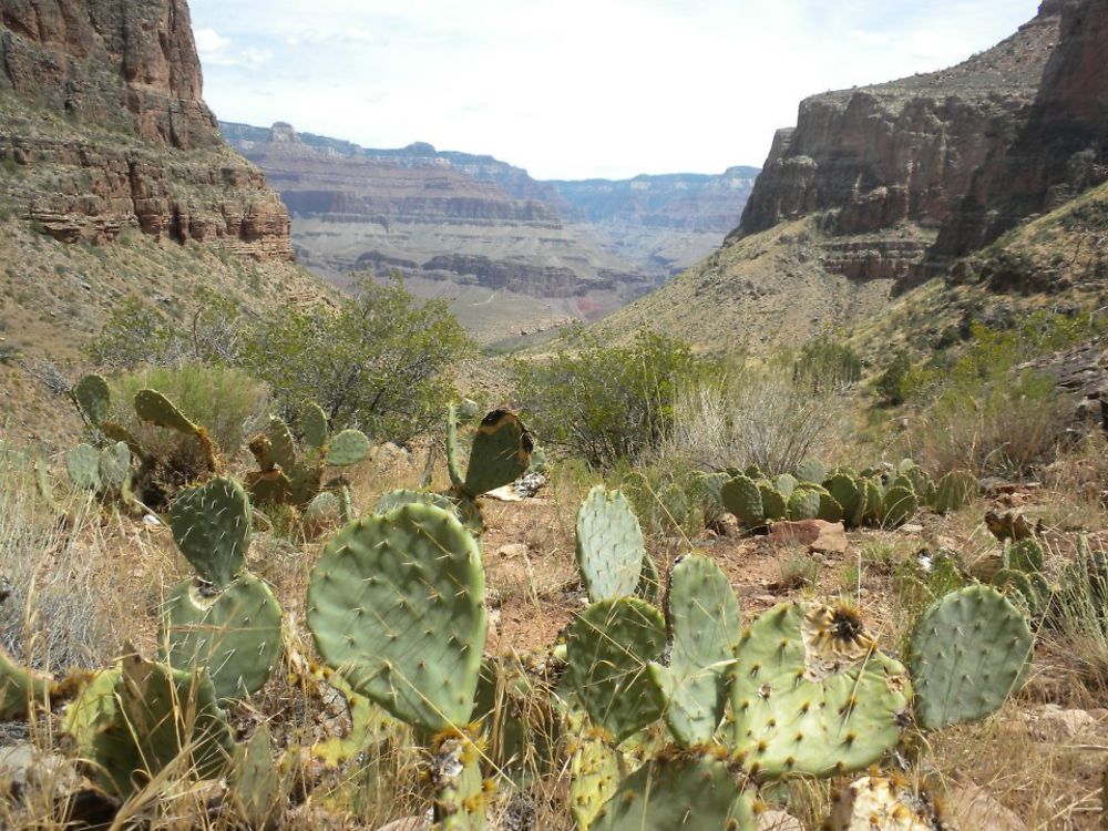 Grand Canyon USA