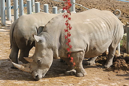 Deux rhinocéros blancs