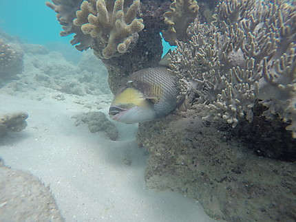 En snorkelling à Michaelmas Cay