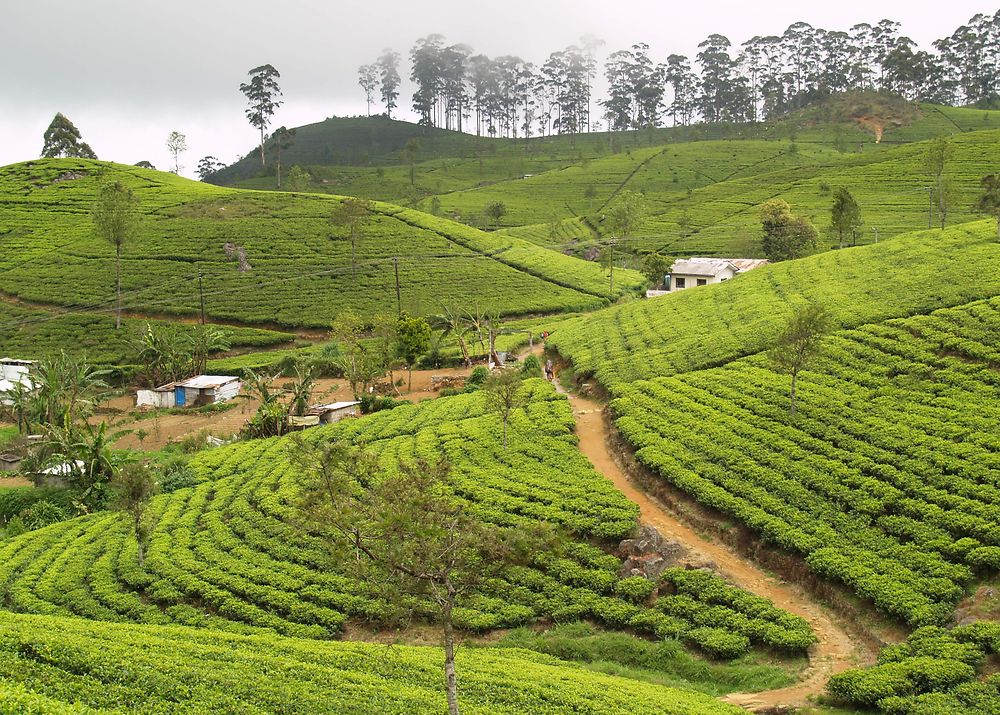 Plantations de thé