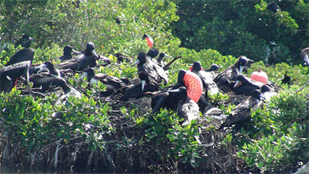 Barbuda Fréégates