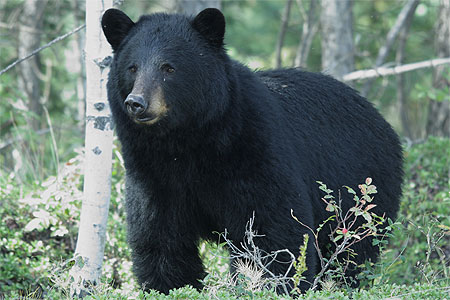 Ours noir Ours noir