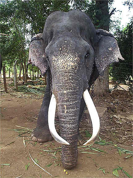 L'Orphelinat des éléphants à Pinnawela