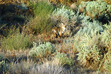 Coyotte Coyotte