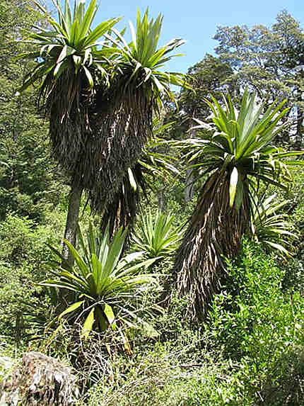 Parc Tongariro