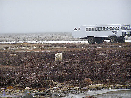 La migration des ours polaires