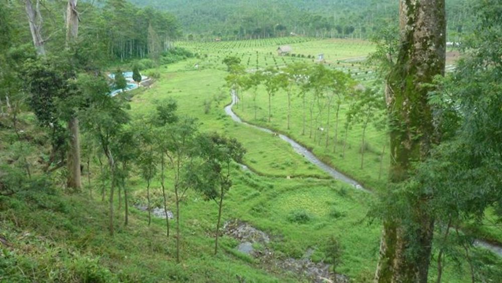 Sempol (plantations de fraises)