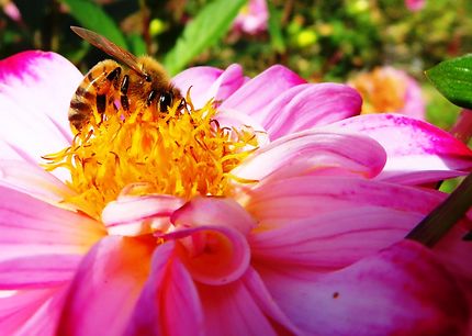 Découvrez les ruches du Parc Montsouris