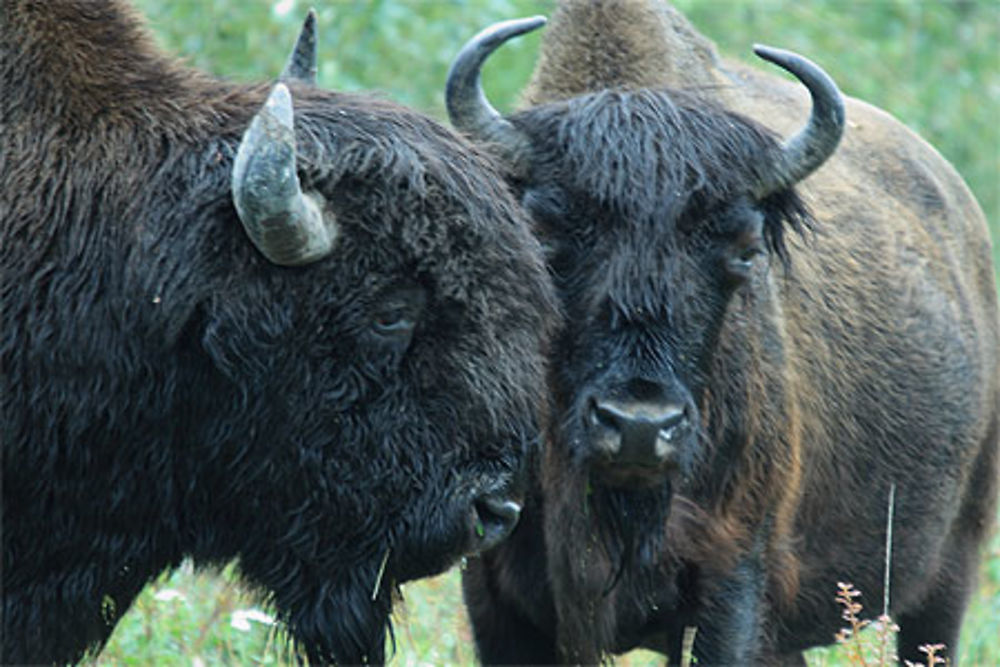 Bisons