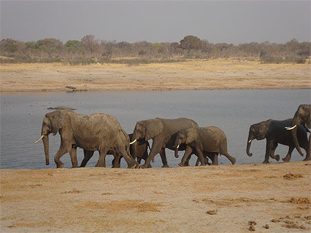 La plus forte concentration d'éléphants