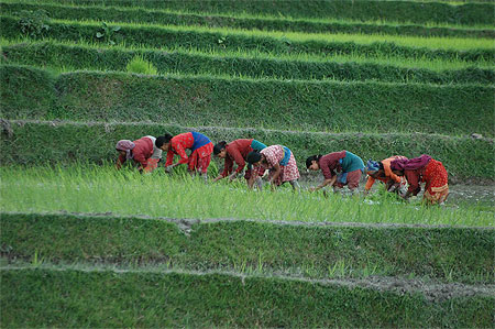 Plantation Rice Plantation Rice