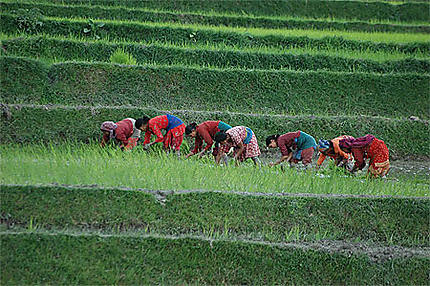 Plantation Rice