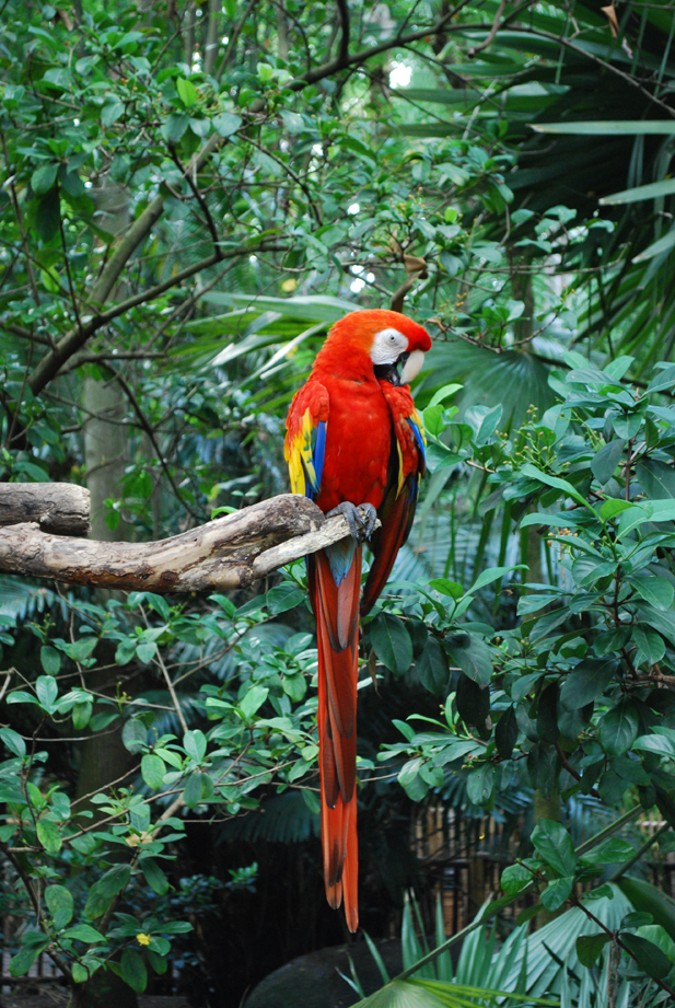 Perroquet à Animal Kingdom Perroquet à Animal Kingdom
