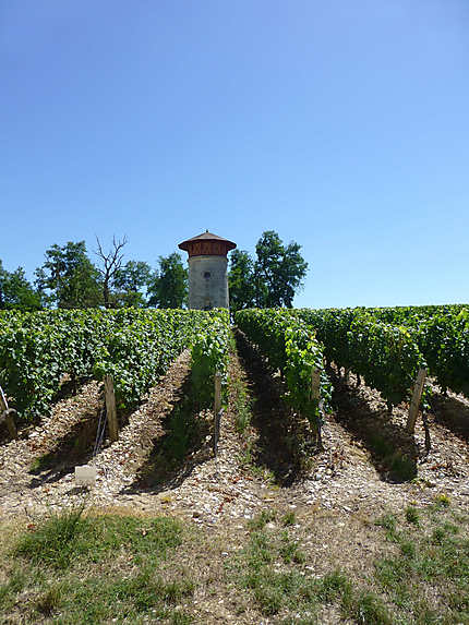 Vignes du domaine