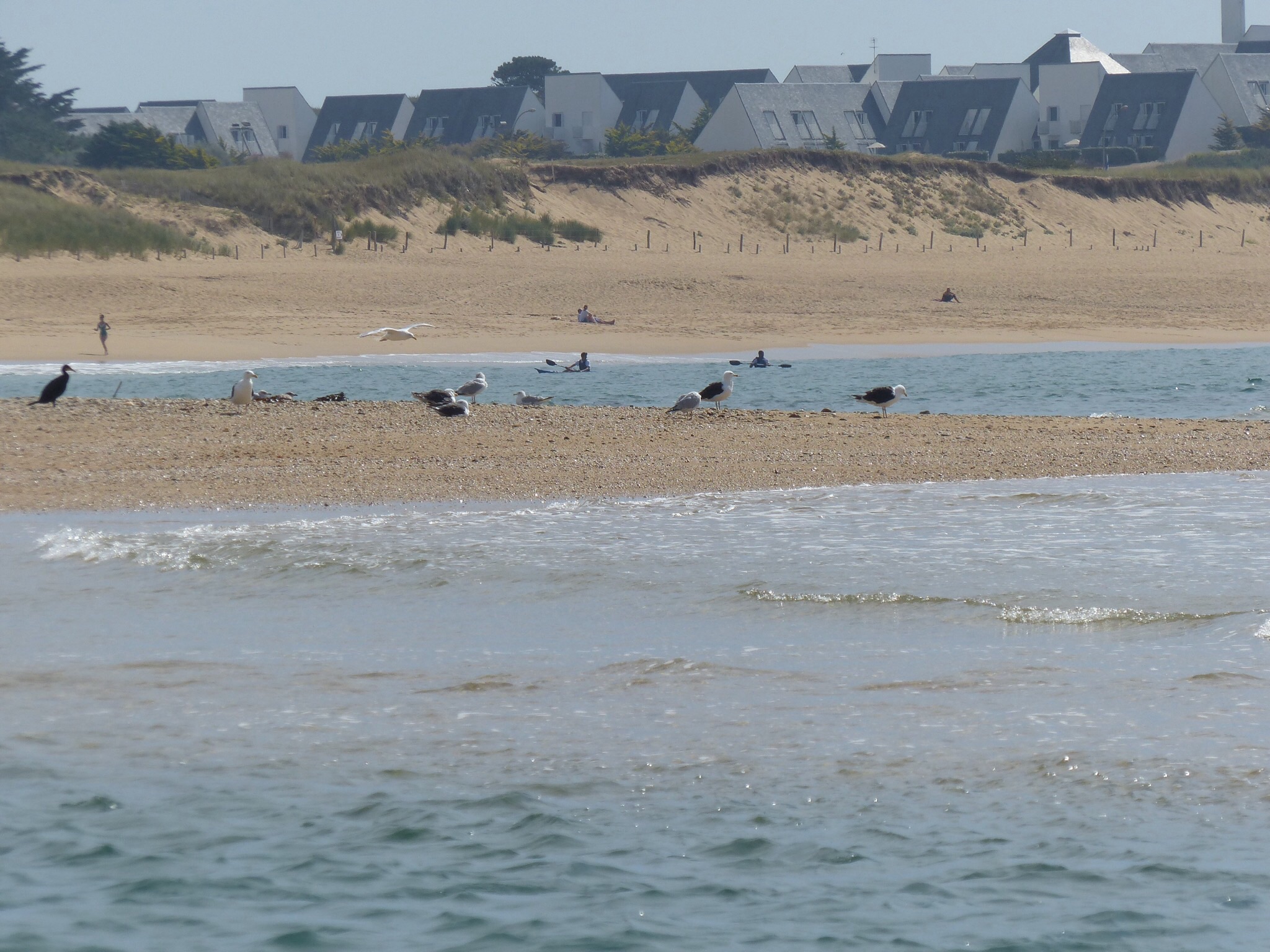 L île aux oiseaux 
