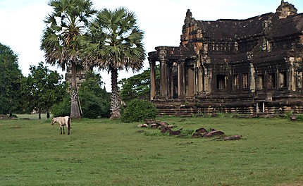 Cheval sur le site d'Angkor