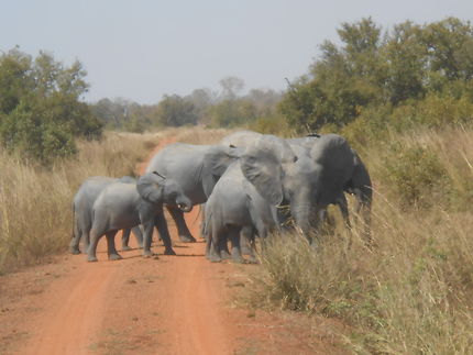 éléphants en Penjari