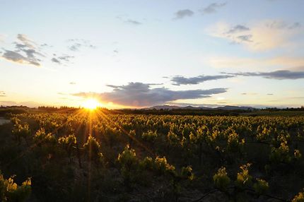 Coucher de soleil dans les vignes