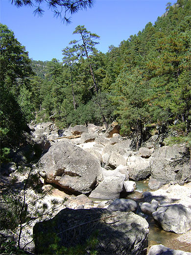 Forêt de pins Forêt de pins