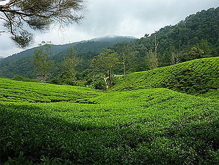 Les plantations de thé