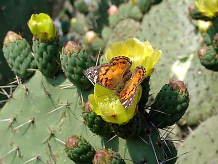 Papillon à Teotihuacan