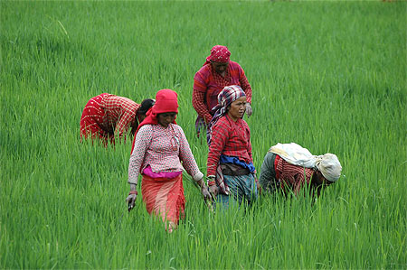 Grass removing in Rice field Grass removing in Rice field
