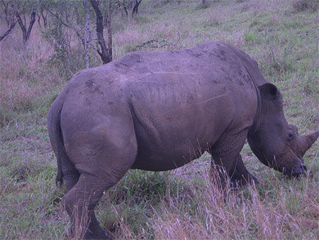 Rhino de Thornybush