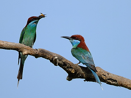 Couple d'oiseaux