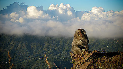 Monkey du mont Batur