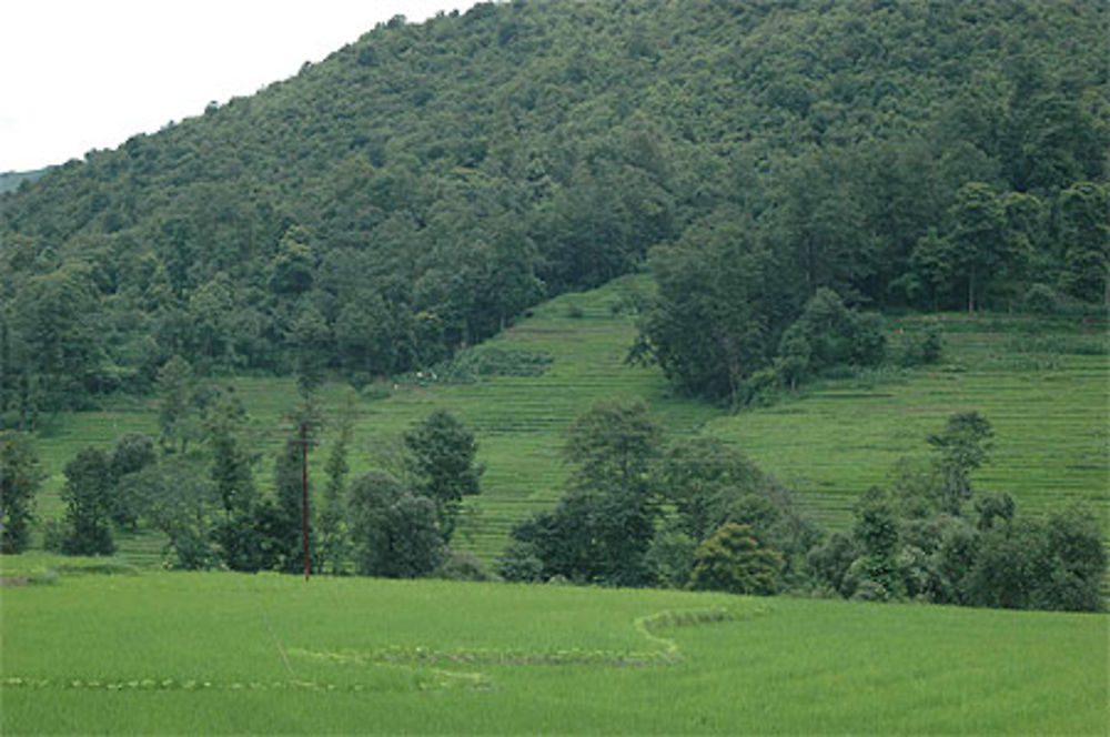 Rice field